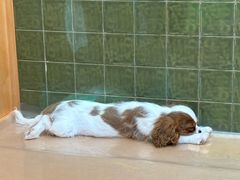 -帕帕拉兹宠物(亚洲旗舰店)