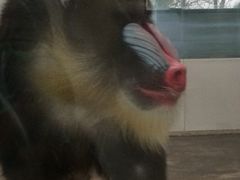 iphone_upload_pic-西安秦岭野生动物园