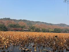 -新白鹿餐厅(龙游路总店·杭帮菜名店)