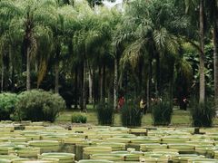 -中国科学院西双版纳热带植物园