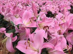 -松山湖梦幻百花洲