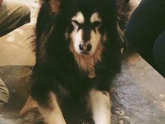 -more than meow吴止猫主题餐厅(承德 中船汇店)