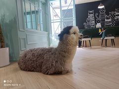 -安格丽娜·狗咖·猫咖羊驼咖(春熙路百盛商场店)