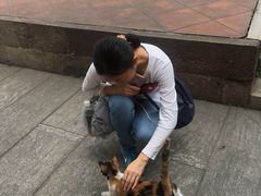 -碧江金楼