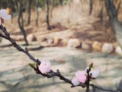 -燕窝岭