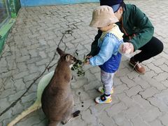 -西霞口神雕山野生动物世界