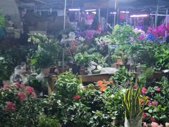 -中环花鸟鱼虫市场