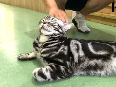 -藦茜花园宠物主题亲子互动体验馆(国顺东路店)