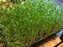 活体豆苗-煲宫猪肚鸡(晶品店)