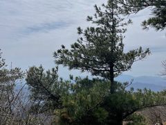 -牛背梁国家森林公园