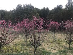 -同里国家湿地公园