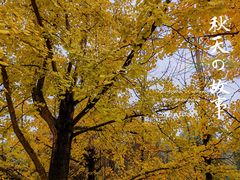 -铁山坪森林公园