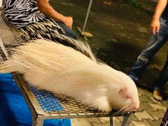 -清迈夜间动物园