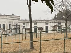 -合肥野生动物园