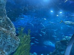-芜湖新华联大白鲸海洋公园
