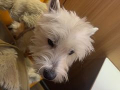 -牛品福潮汕牛肉火锅(旺庄店)