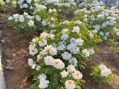 -洛阳市隋唐城遗址植物园