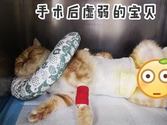 -中农大我爱我爱动物医院(甜水园店)
