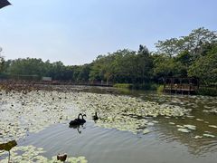 -大湾区中央湿地公园