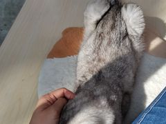 -猫咪派对(江南西店)