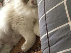 -东方名猫馆·英短金渐层布偶猫舍(环线广场1号楼店)