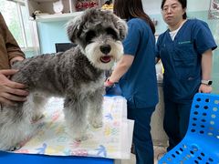 -瑞派申生动物医院·24H夜诊·国际动物医疗中心·骨外科(吴中路店)