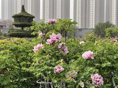 -曹州百花园