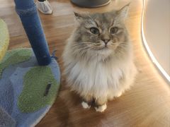 -COLOR PETS 撸猫馆·购猫·猫咖(长风大悦城店)