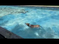 -汪说喵讲宠物乐园宠物酒店(红星美凯龙店)