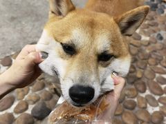 -柴犬高等学院·狗咖·柴犬售卖·宠物训练