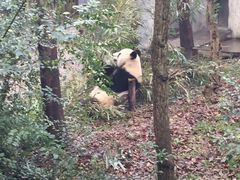 -成都大熊猫繁育研究基地