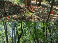 -上海佘山国家森林公园天马山园