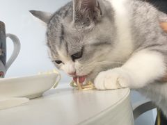 -喵的天空名猫咖啡馆·撸猫·猫舍·用品