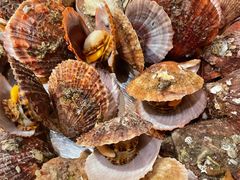 -前海沿·青岛菜(大拇指广场石老人店)