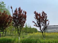 -上海长兴岛郊野公园