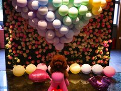 -百好乐宠物友好餐厅(朝外大街店)