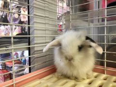 -钓仓鼠(洋桥北里小区店)