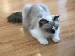 -momokira米努特·德文卷毛猫·棉花面纱犬