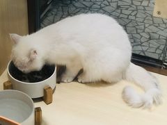 -momokira米努特·德文卷毛猫·棉花面纱犬