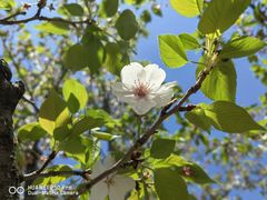 -新虹桥中心花园