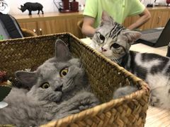 -咖法森林·咖啡  酒吧(天河店)
