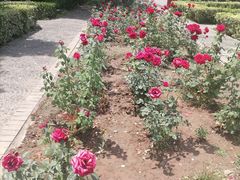 -洛阳市隋唐城遗址植物园