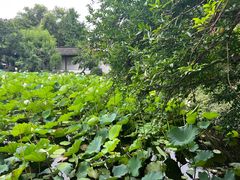 -上海醉白池公园
