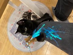 -有喵·猫咖·狗咖·30几只猫10只小狗(岗厦店)