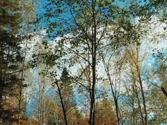 -五营红松林海景区