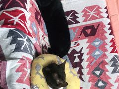 -喵屿·大理花园猫咖