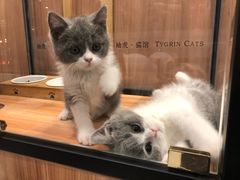 -袖虎·猫馆(体育西路店)