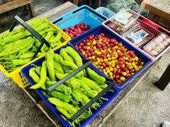 -海堤葡萄园中小学生研学基地