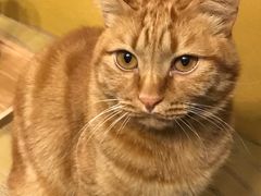 -猫猫幼稚园·撸猫·桌游·电玩