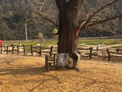 -千年银杏谷文化旅游区